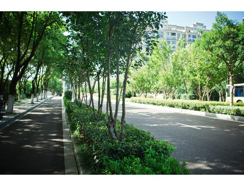 华蓥绿化花卉苗木批发市场