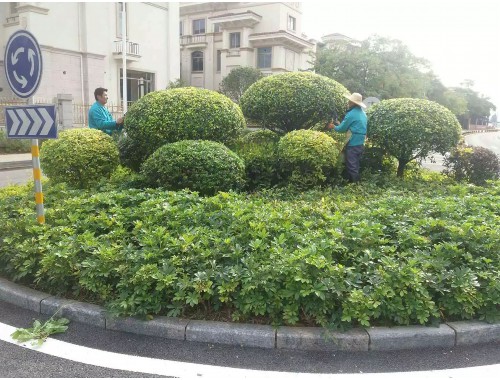 徐州市丰县绿化工程招标